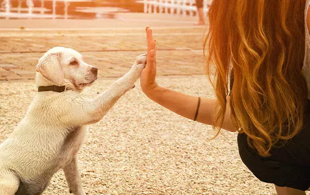638x400_DOG_6