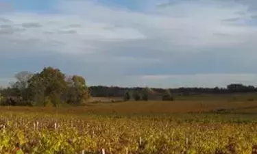 Vignes